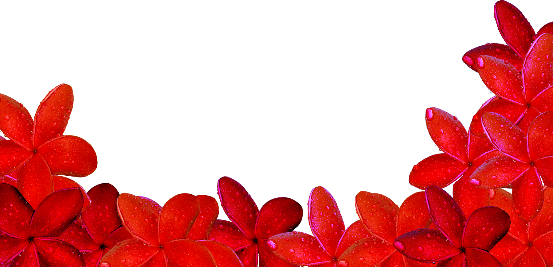 graphic pattern border frame decoration of flower
