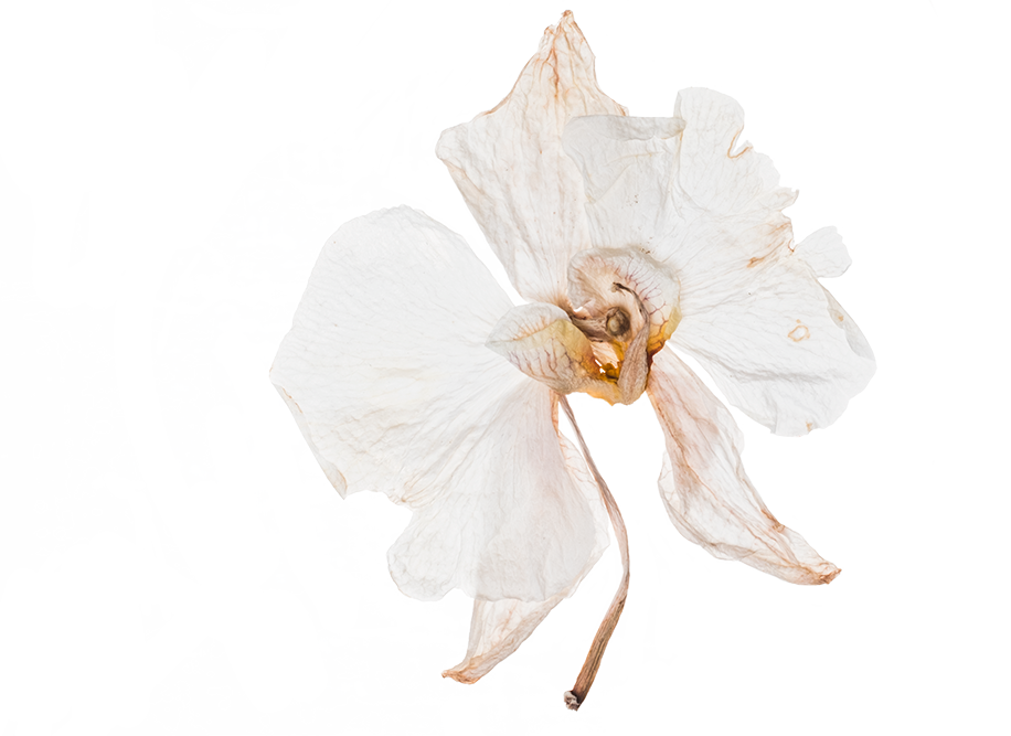Hand Pressed Flora